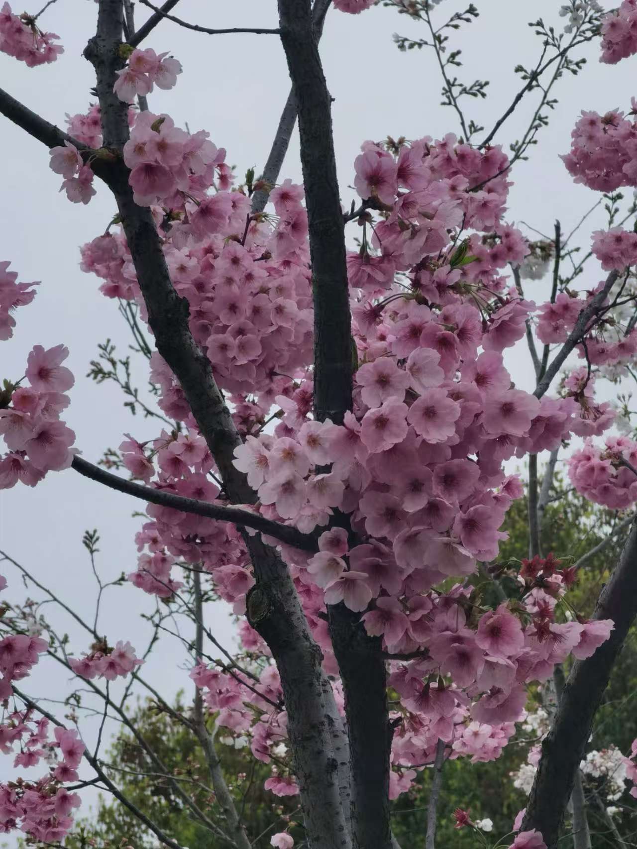 外滩江景，身后是陆家嘴天际线