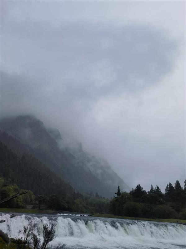 高海拔针叶林